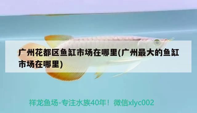 龍魚(yú)被打的奄奄一息了還能活嗎：龍魚(yú)的背景顏色選擇