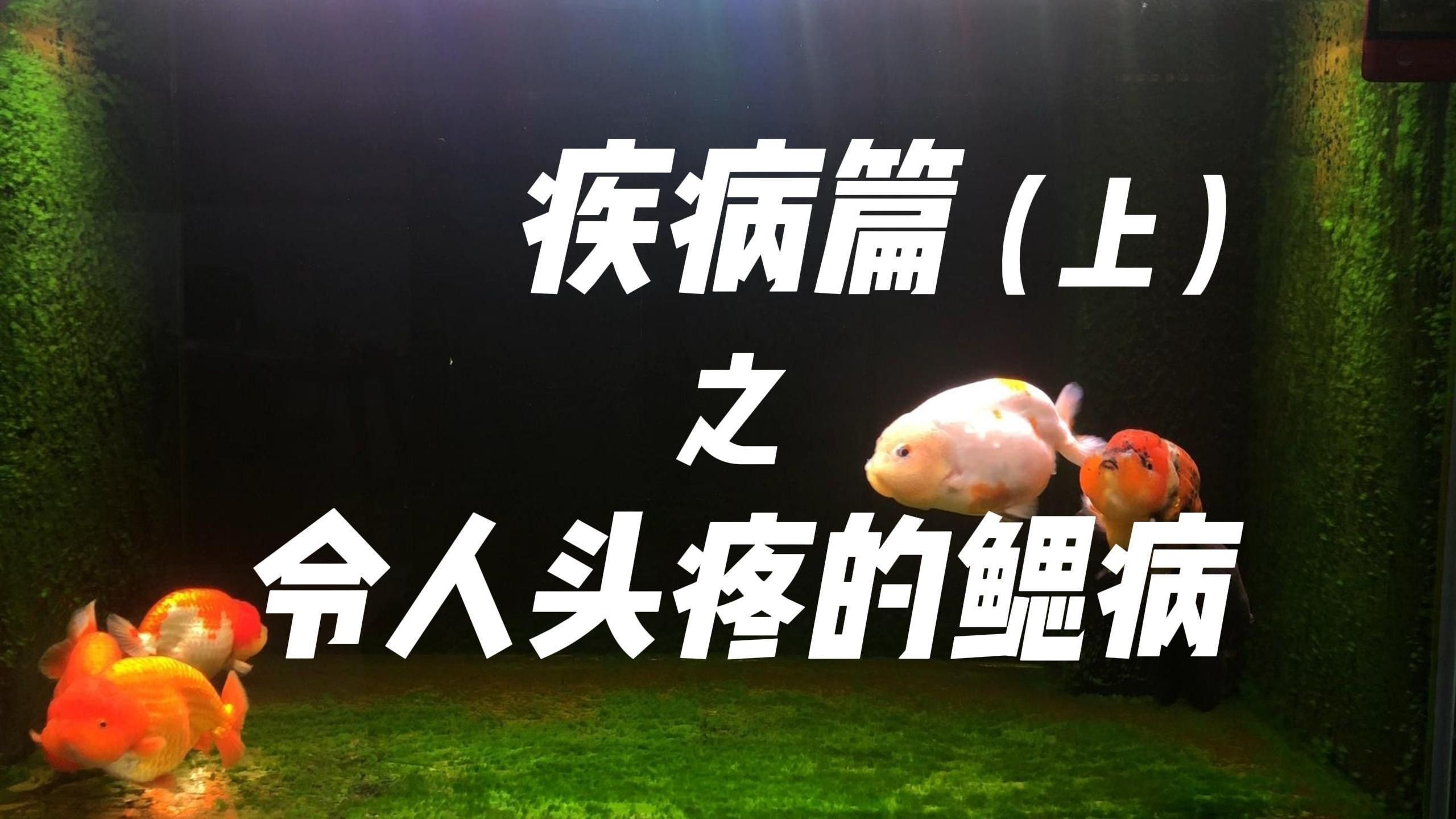 如何早期發現龍魚爛鰓??？