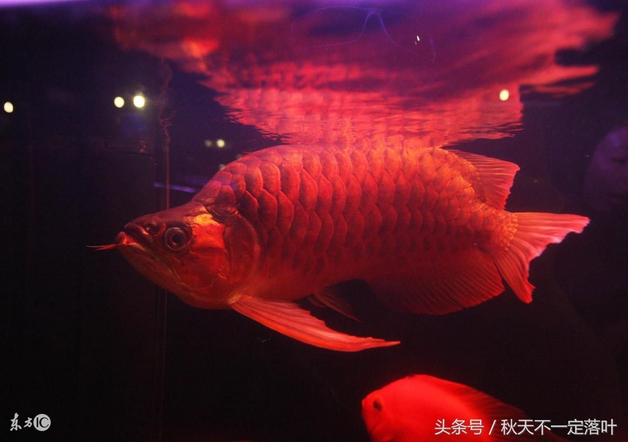 紅龍魚象征什么意思（紅龍魚作為一種特殊的觀賞魚，在文化和風水中承載著豐富的寓意）
