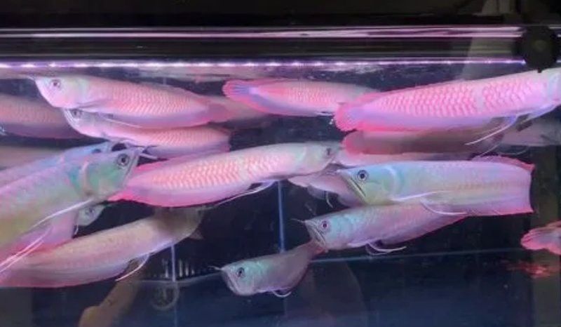 彩色銀龍魚 騙局