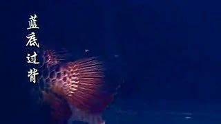 藍底龍魚用什么顏色的燈好看點：藍底龍魚燈具的選擇