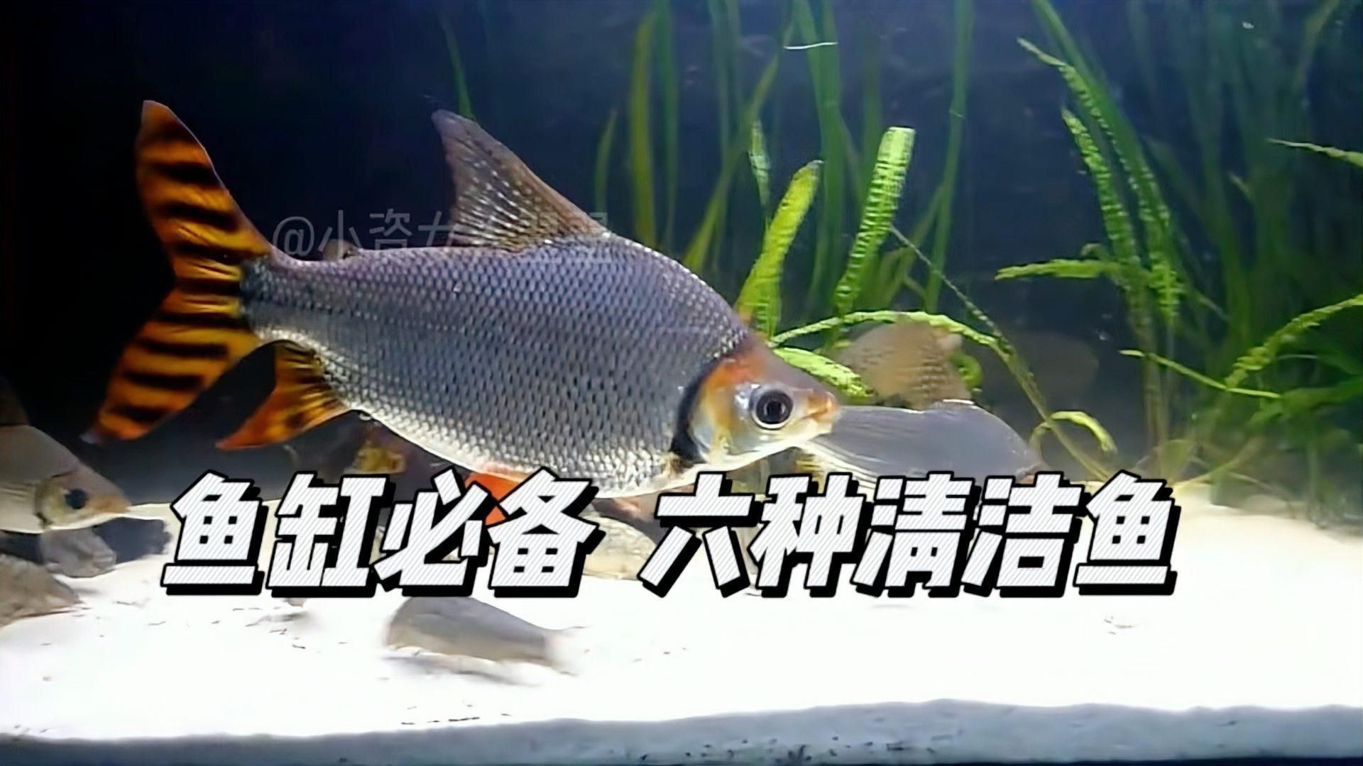 龍魚(yú)缸里養(yǎng)什么清潔魚(yú)
