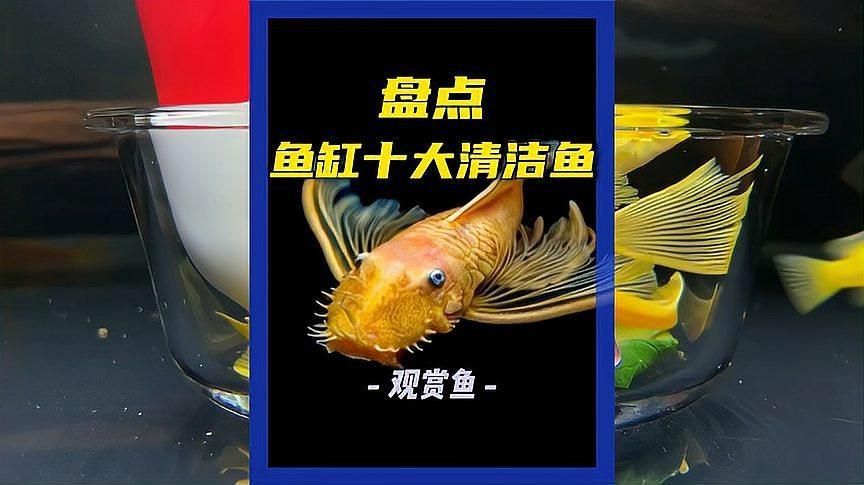 龍魚(yú)缸里養(yǎng)什么清潔魚(yú)