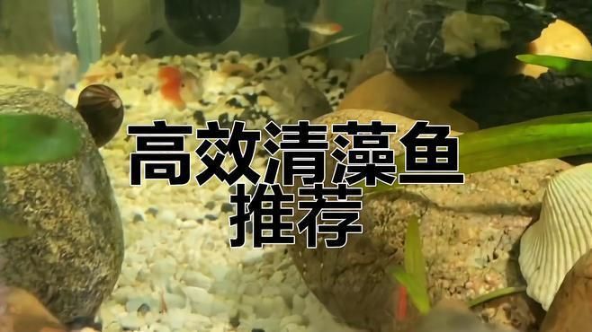 龍魚(yú)缸里養(yǎng)什么清潔魚(yú)