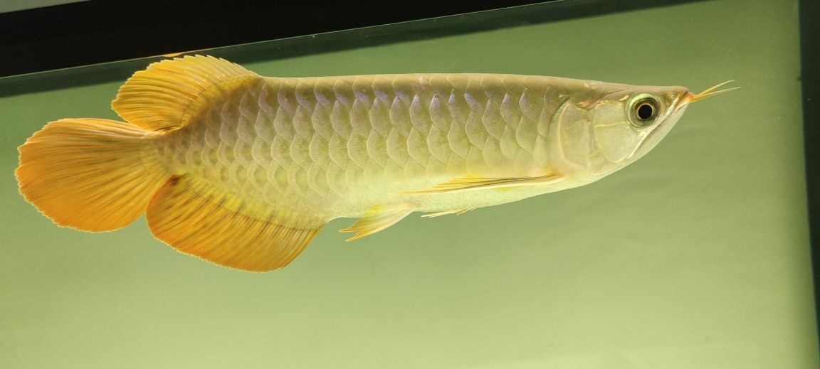 金龍魚(yú)風(fēng)水：金龍魚(yú)的風(fēng)水寓意