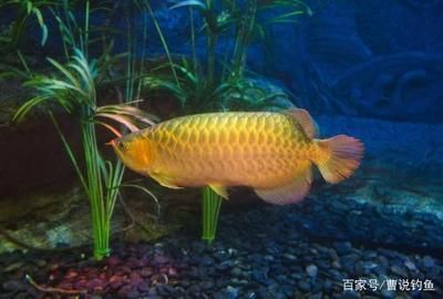 最好的龍魚燈：探討最貴金龍魚排行榜：