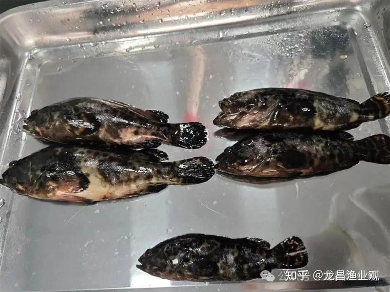 龍躉養(yǎng)殖有哪些常見疾病