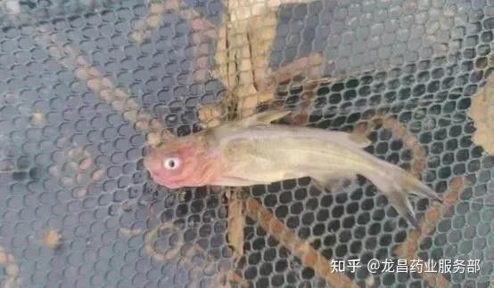 龍躉養(yǎng)殖有哪些常見疾病