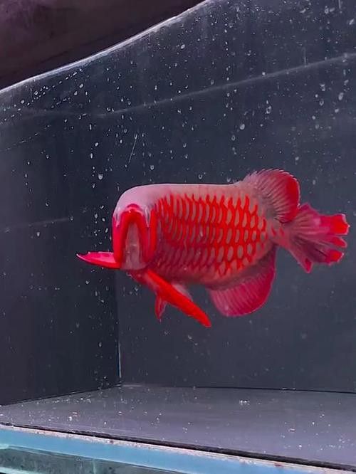 怎么養出大寬體紅龍魚圖片欣賞大全