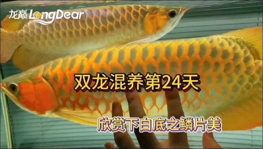 龍魚80缸嫌小么還能養嗎：80厘米長的魚缸并不適合養龍魚