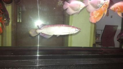 最值錢的龍魚是什么魚啊（世界上最值錢的龍魚品種）