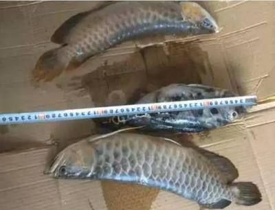 最值錢的龍魚是什么魚啊（世界上最值錢的龍魚品種）