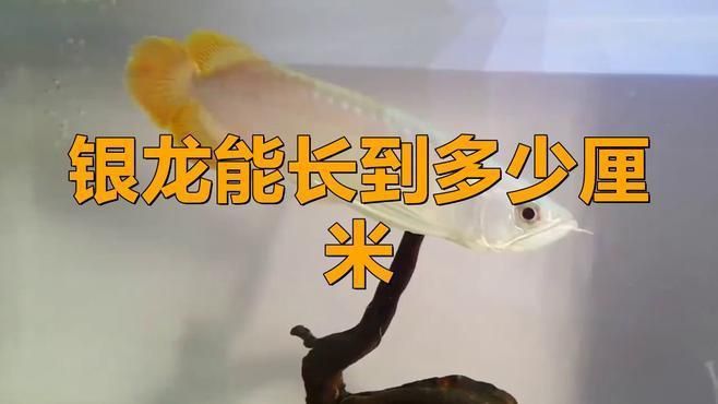 龍魚要怎么養才能活的久：龍魚要怎么養才能活，全面飼養指南