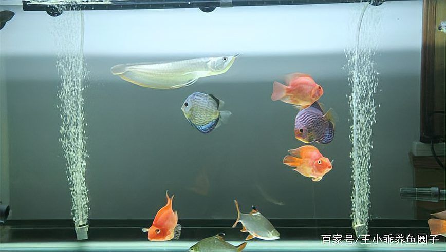龍魚要怎么養才能活的久：龍魚要怎么養才能活，全面飼養指南