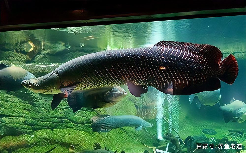 龍魚要怎么養才能活的久：龍魚要怎么養才能活，全面飼養指南