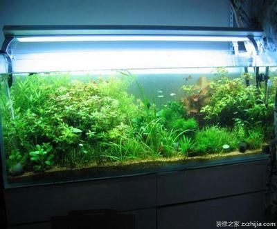 一個魚缸多少元（魚缸品牌推薦自制魚缸教程）