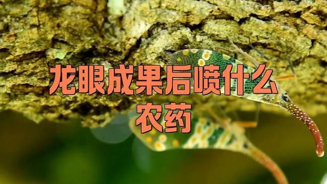 如何預(yù)防龍眼表面產(chǎn)生白霧？