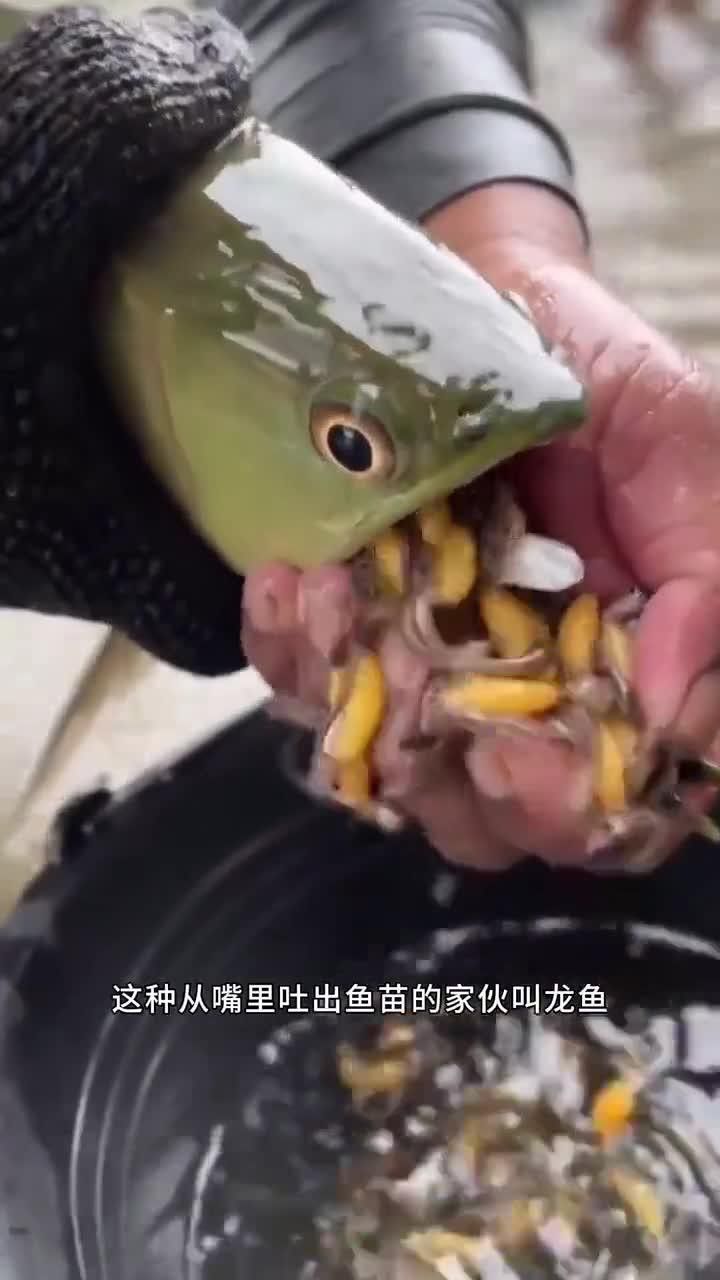 云南龍魚的特點介紹視頻