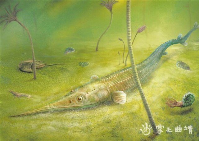 云南龍魚的特點介紹視頻