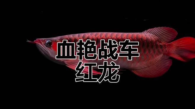 推薦一些高清的紅龍壁紙