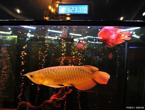 桂林龍魚養殖基地在哪里有賣