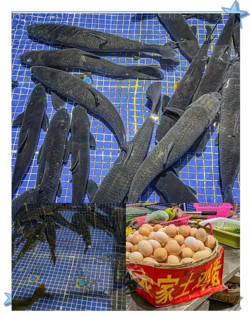 桂林龍魚養殖基地在哪里有賣