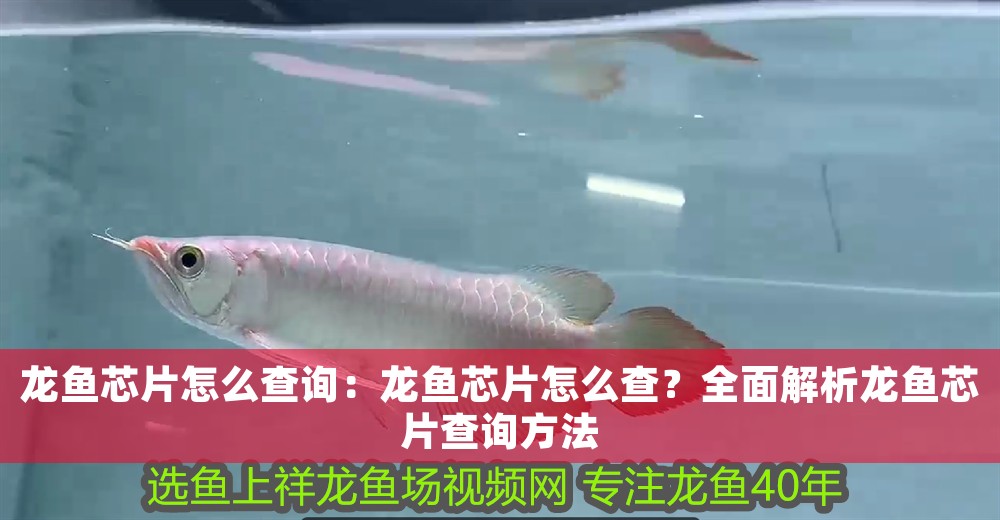 龍魚芯片怎么查詢：龍魚芯片怎么查？全面解析龍魚芯片查詢方法