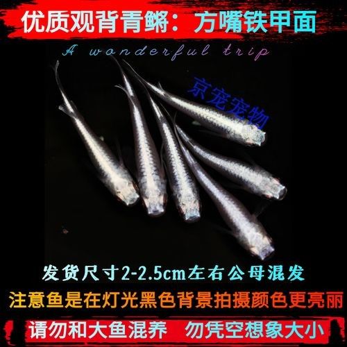 銀色金龍魚苗多少錢一條