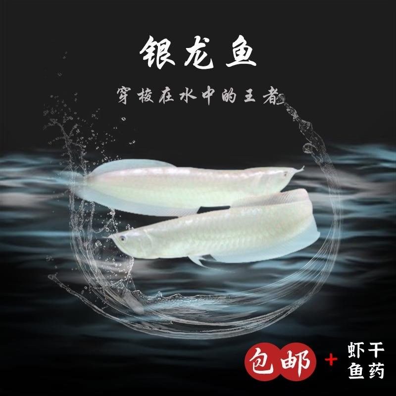 銀色金龍魚苗多少錢一條