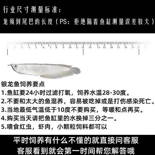 銀色金龍魚苗多少錢一條