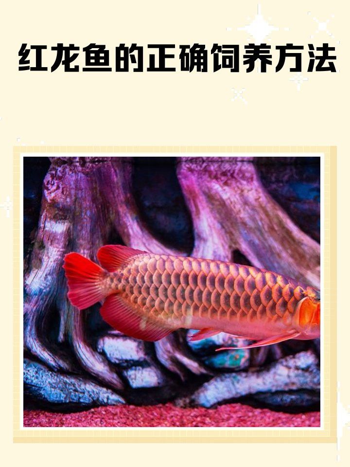 紅龍魚發(fā)色最佳溫度是多少