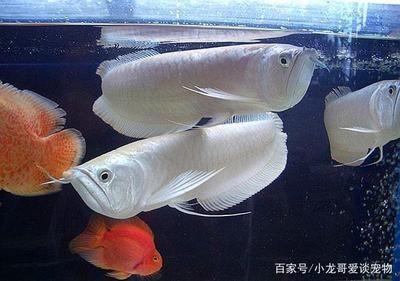 養(yǎng)銀龍魚溫度多少：養(yǎng)銀龍魚時需要特別注意水溫的控制以下是關(guān)于銀龍魚水溫的信息