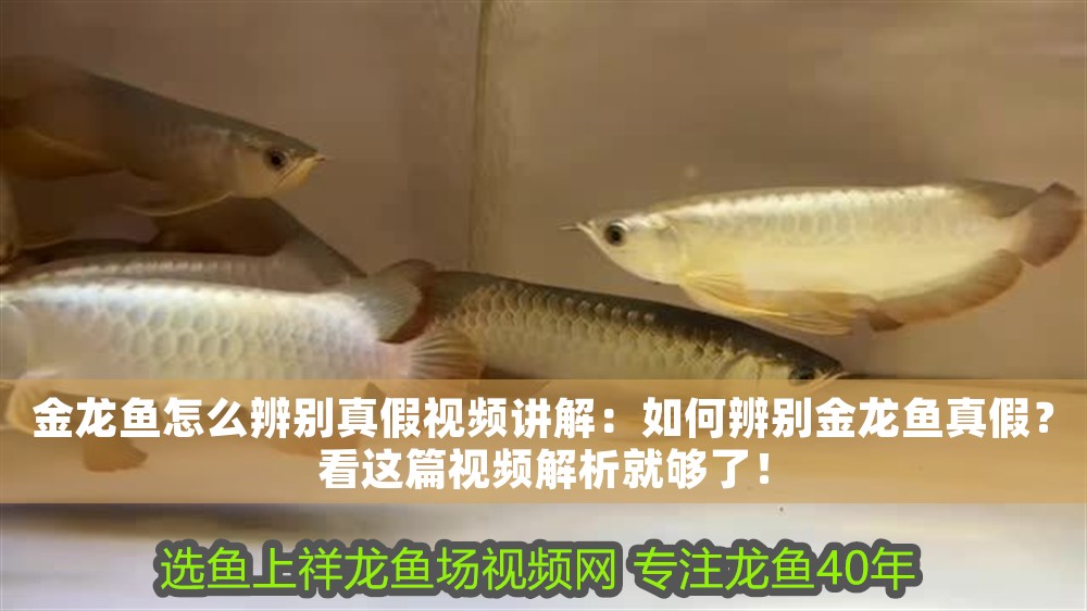金龍魚怎么辨別真假視頻講解：如何辨別金龍魚真假？看這篇視頻解析就夠了！