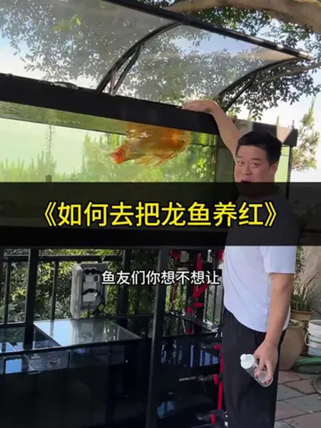 如何為龍魚發色選擇最佳食物？