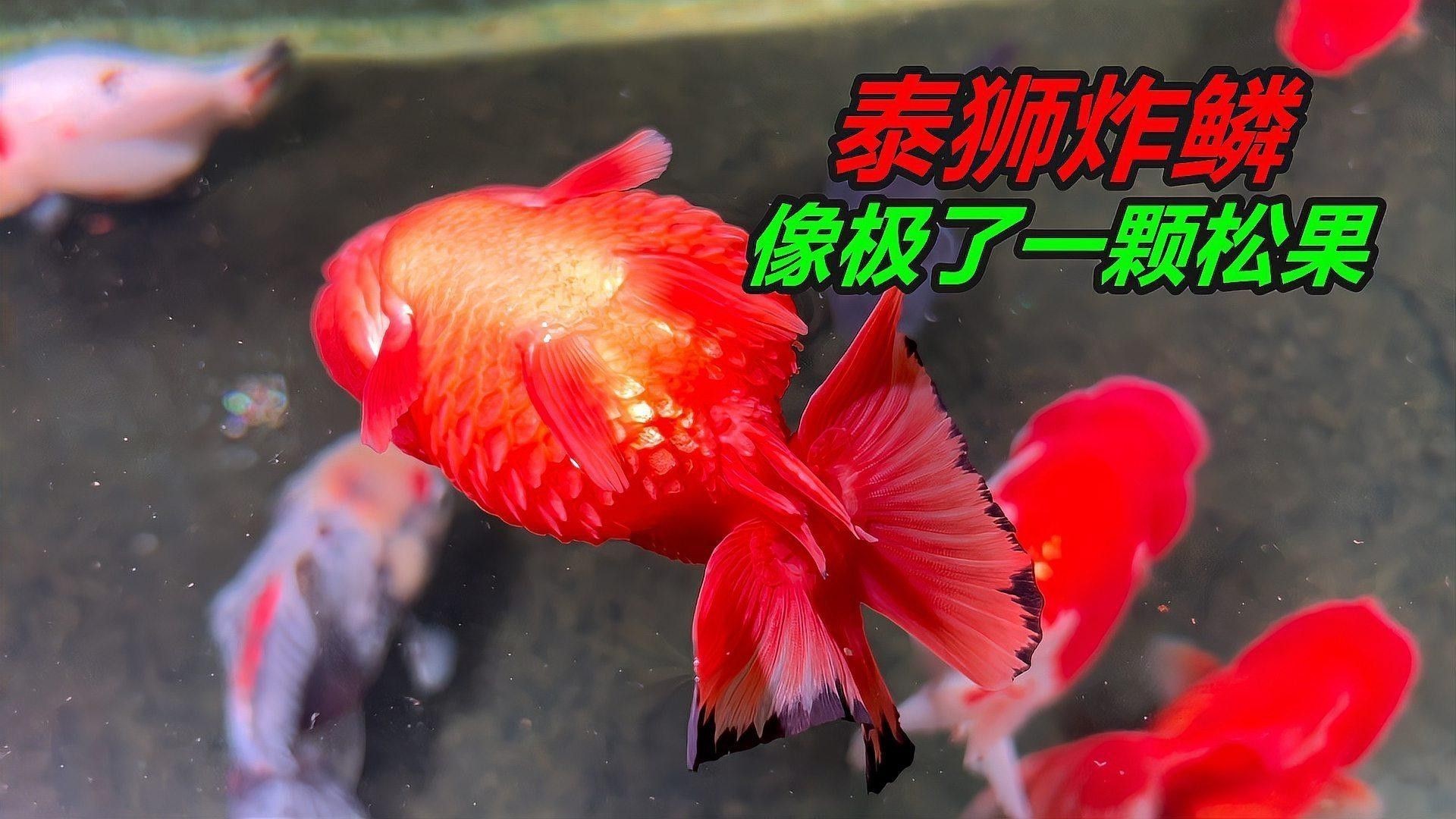泰獅和龍魚混養怎么樣啊
