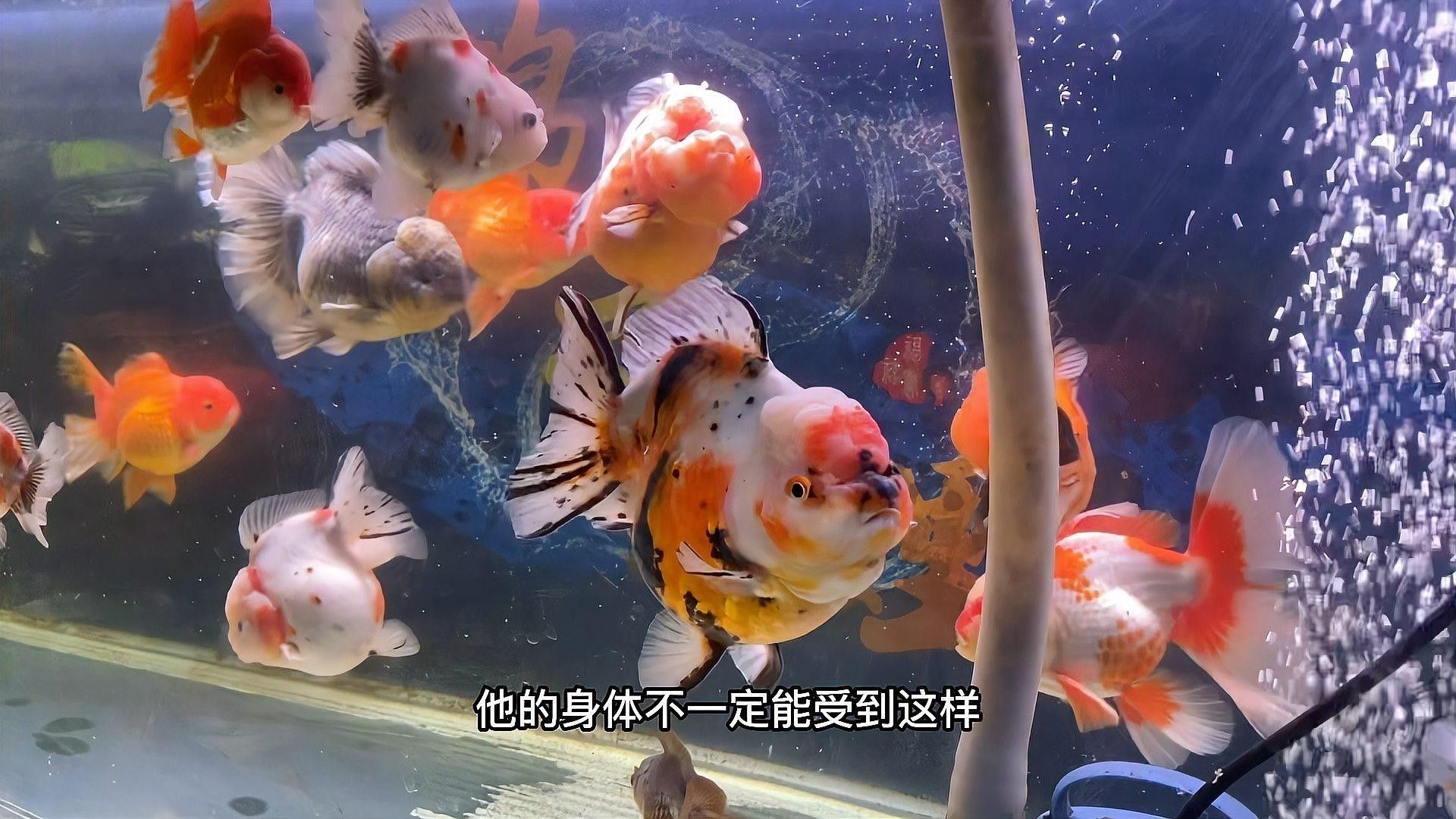 泰獅和龍魚混養怎么樣啊