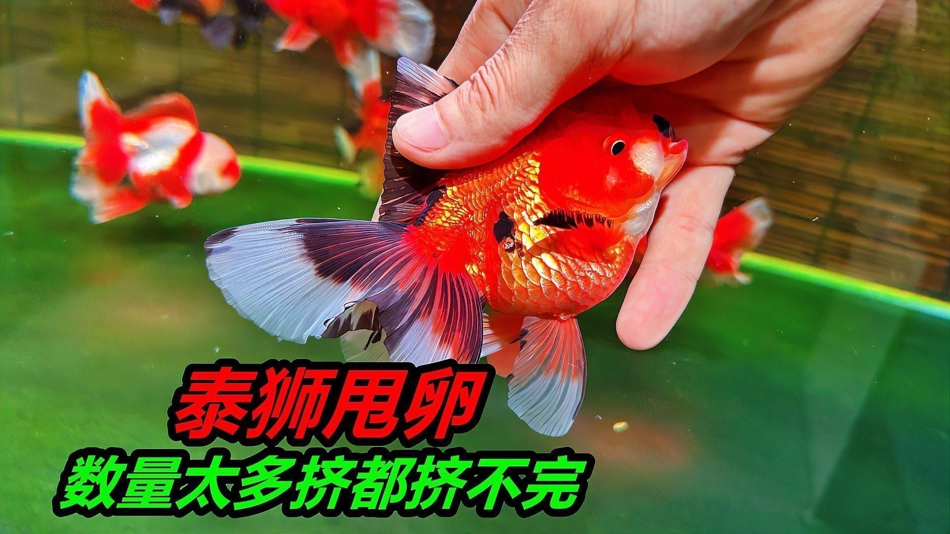 泰獅和龍魚混養怎么樣啊