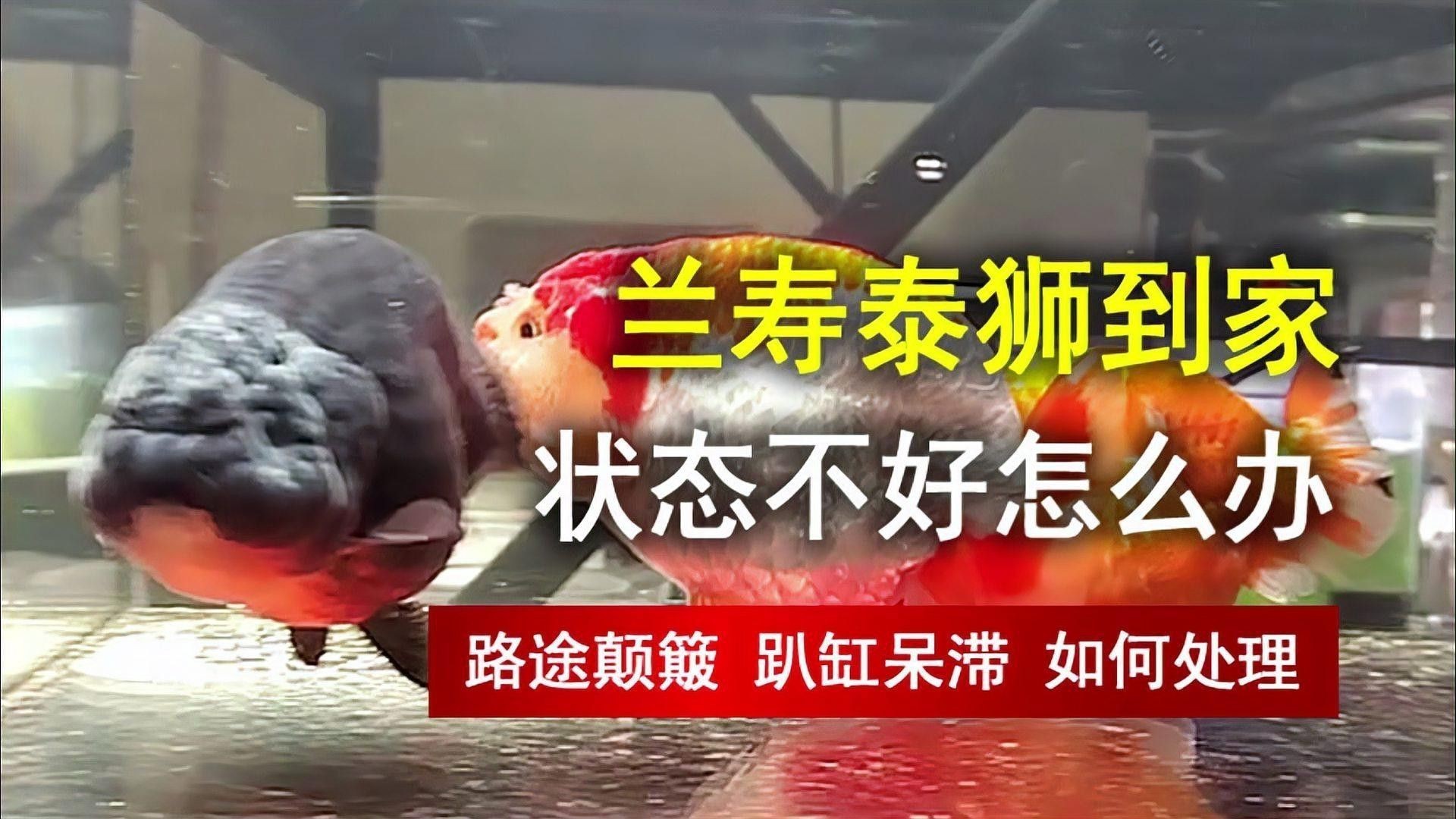 泰獅和龍魚混養怎么樣啊