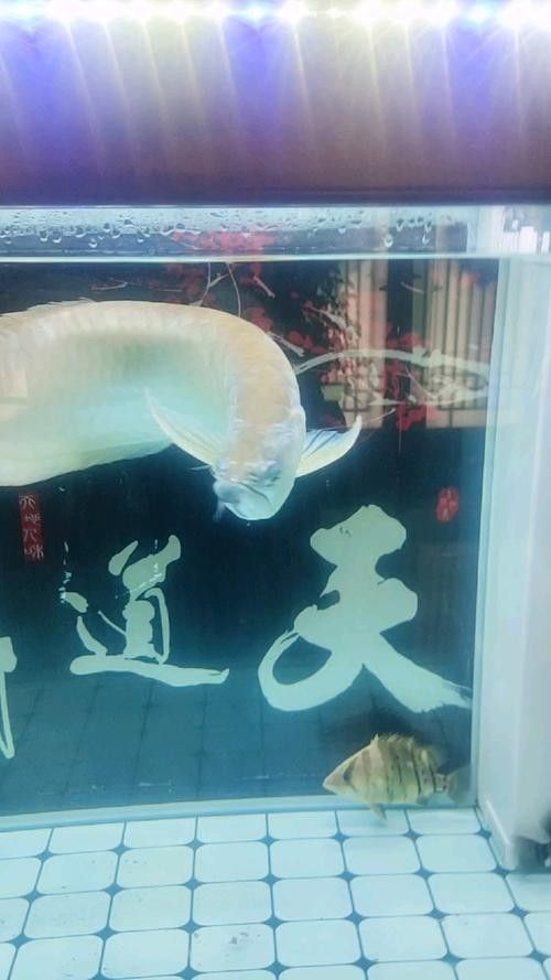 銀龍魚掉眼是什么樣子圖片