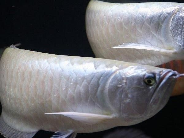銀龍魚掉眼是什么樣子圖片