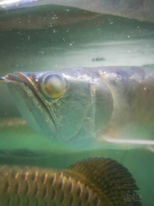 銀龍魚掉眼是什么樣子圖片