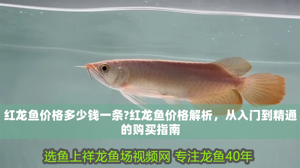 紅龍魚價格多少錢一條?紅龍魚價格解析，從入門到精通的購買指南