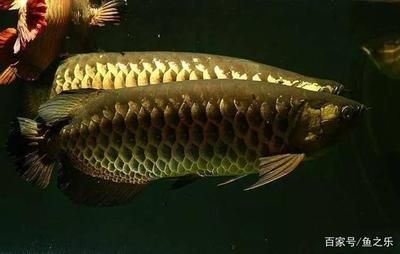 龍魚背部白蒙下黃粉的效果分析（使用黃粉治療龍魚背部白蒙時需要注意以下幾點）