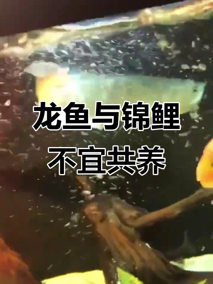 龍魚和錦鯉能混養(yǎng)嗎？