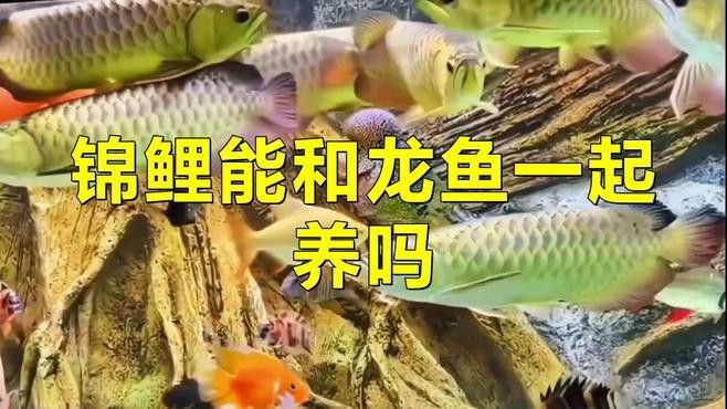 龍魚和錦鯉能混養(yǎng)嗎？