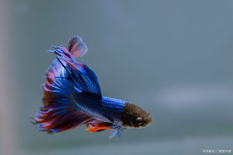 龍魚和錦鯉能混養(yǎng)嗎？