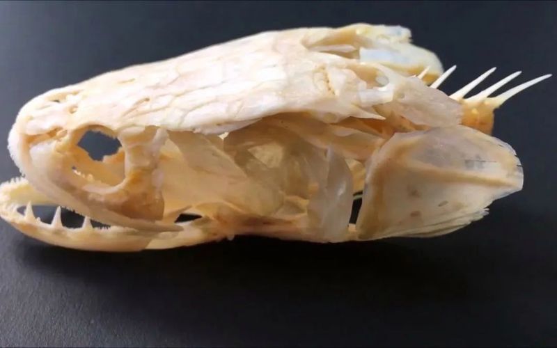 雷龍魚的資料介紹