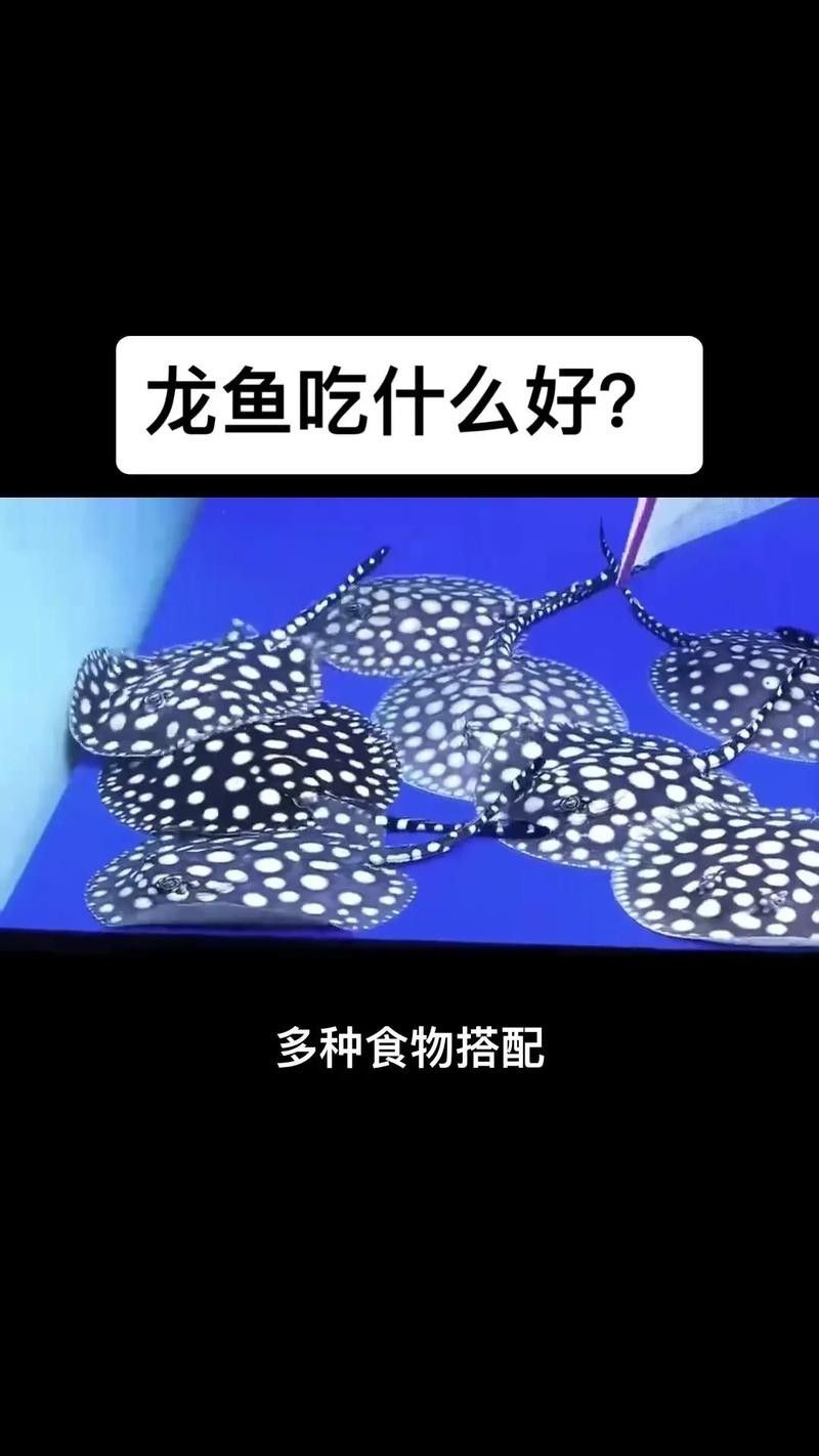 黃金龍魚吃什么食物
