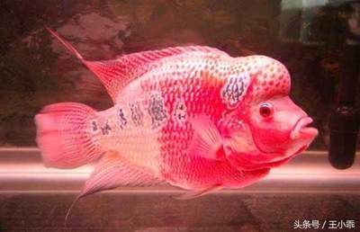 一條龍魚配幾條鸚鵡魚風(fēng)水好壞取決于您想要達(dá)成的效果:一條龍魚配幾條鸚鵡風(fēng)水 龍魚百科 第3張 一條龍魚配幾條鸚鵡魚風(fēng)水好壞取決于您想要達(dá)成的效果:一條龍魚配幾條鸚鵡風(fēng)水 一條龍魚配幾條鸚鵡魚風(fēng)水好壞取決于您想要達(dá)成的效果:一條龍魚配幾條鸚鵡風(fēng)水 龍魚百科 第3張