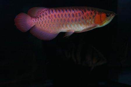 紅龍魚吧 百度貼吧（關于紅龍魚吧的一些話題）